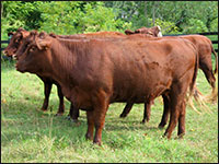 U31